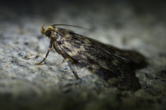 Aglossa