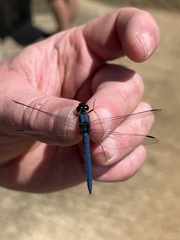 Trithemis dorsalis