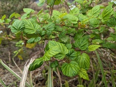 Rubus grayanus