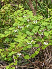 Rubus grayanus