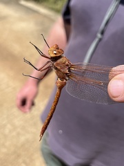 Anax speratus