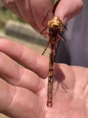 Anax speratus