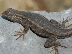 Sceloporus occidentalis occidentalis
