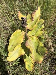 Xysmalobium undulatum