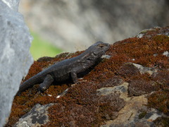Sceloporus occidentalis occidentalis