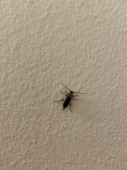Phymatodes testaceus
