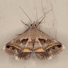 Acantholipes trimeni
