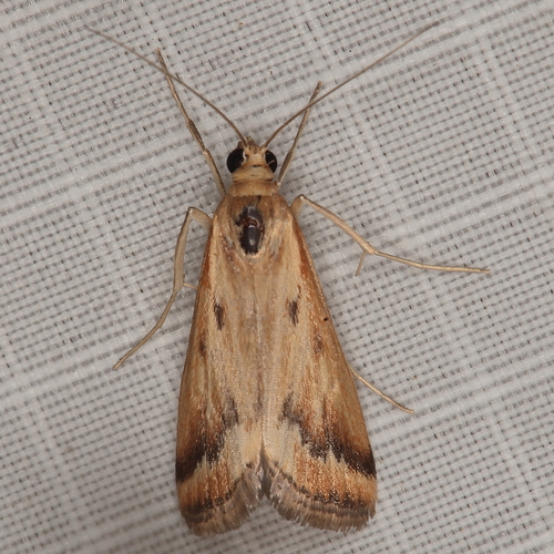 Achyra coelatalis Walker, 1859