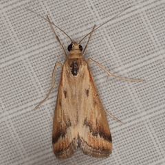 Achyra coelatalis