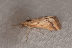 Achyra coelatalis
