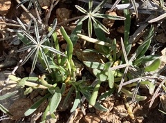 Calandrinia menziesii