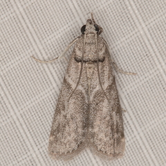 Ectomyelois ceratoniae