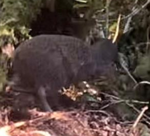 Great Spotted Kiwi (Apteryx maxima), photo 9