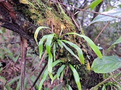 Haplopteris elongata