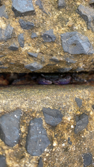 Leptograpsus variegatus
