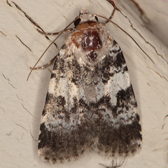 Caradrina glaucistis