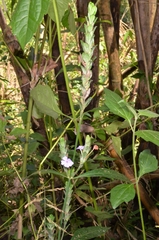Eranthemum
