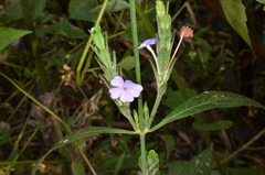 Eranthemum