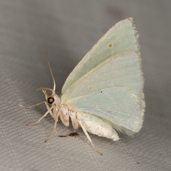 Comostolopsis stillata