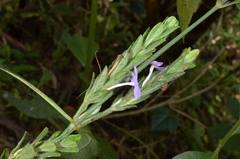 Eranthemum