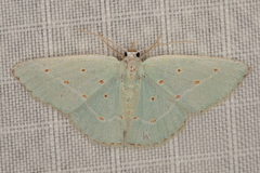 Comostolopsis stillata