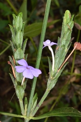 Eranthemum