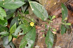 Strobilanthes crispus