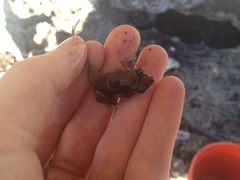 Eleutherodactylus marnockii