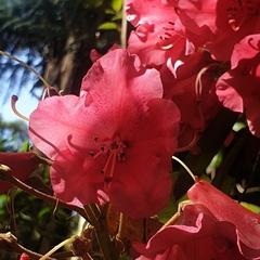 Rhododendron ponticum