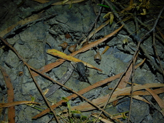 Peirates fuliginosus