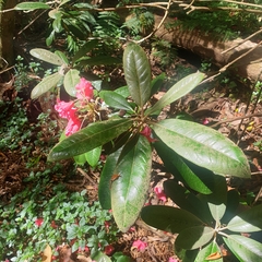 Rhododendron ponticum