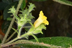 Strobilanthes crispus