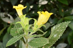 Strobilanthes crispus