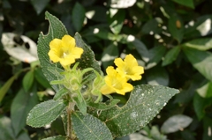 Strobilanthes crispus