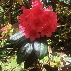 Rhododendron ponticum