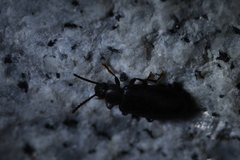Luprops orientalis