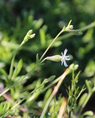 Silene aethiopica
