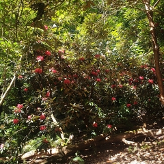 Rhododendron ponticum