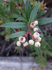 Gaultheria hispida