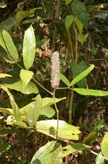 Uraria crinita