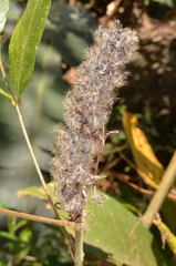 Uraria crinita