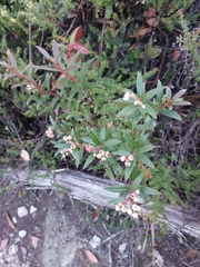 Gaultheria hispida