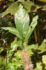Uraria crinita