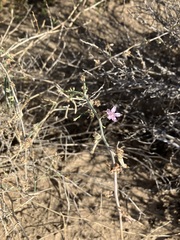 Stephanomeria exigua