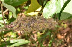Uraria crinita