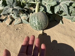 Cucurbita palmata