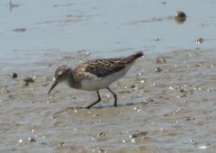 Calidris subminuta