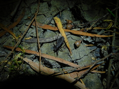 Peirates fuliginosus