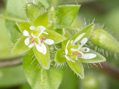 Stellaria media