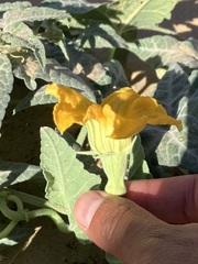 Cucurbita palmata